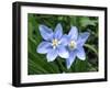 Prairie celestial, Nemastylis geminflora-Michael Scheufler-Framed Photographic Print