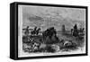 Prairie-Chichen Shooting in Kansas. Sketched by Theodore R. Davis. See First Page.-null-Framed Stretched Canvas