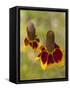 Prairie Coneflowers, Montana, USA-Chuck Haney-Framed Stretched Canvas