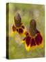 Prairie Coneflowers, Montana, USA-Chuck Haney-Stretched Canvas