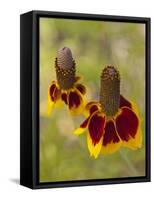 Prairie Coneflowers, Montana, USA-Chuck Haney-Framed Stretched Canvas