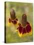 Prairie Coneflowers, Montana, USA-Chuck Haney-Stretched Canvas