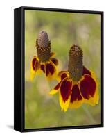 Prairie Coneflowers, Montana, USA-Chuck Haney-Framed Stretched Canvas