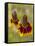 Prairie Coneflowers, Montana, USA-Chuck Haney-Framed Stretched Canvas