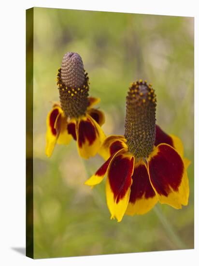 Prairie Coneflowers, Montana, USA-Chuck Haney-Stretched Canvas