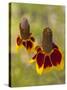 Prairie Coneflowers, Montana, USA-Chuck Haney-Stretched Canvas