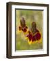 Prairie Coneflowers, Montana, USA-Chuck Haney-Framed Photographic Print