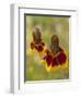 Prairie Coneflowers, Montana, USA-Chuck Haney-Framed Photographic Print