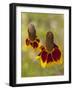 Prairie Coneflowers, Montana, USA-Chuck Haney-Framed Photographic Print