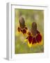 Prairie Coneflowers, Montana, USA-Chuck Haney-Framed Photographic Print