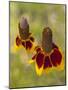 Prairie Coneflowers, Montana, USA-Chuck Haney-Mounted Photographic Print