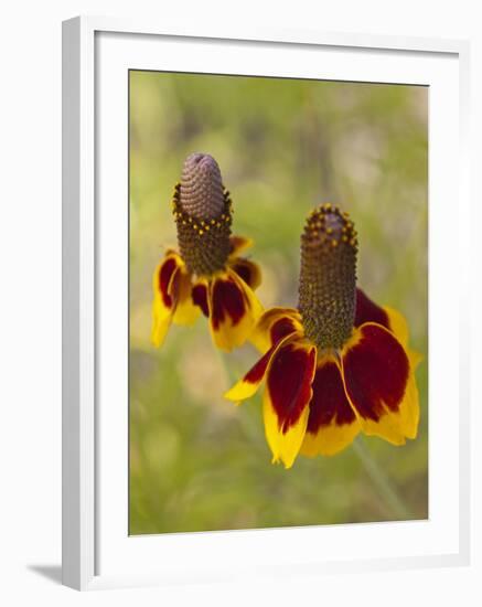 Prairie Coneflowers, Montana, USA-Chuck Haney-Framed Photographic Print