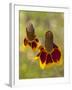 Prairie Coneflowers, Montana, USA-Chuck Haney-Framed Photographic Print