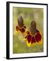 Prairie Coneflowers, Montana, USA-Chuck Haney-Framed Photographic Print