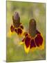 Prairie Coneflowers, Montana, USA-Chuck Haney-Mounted Photographic Print