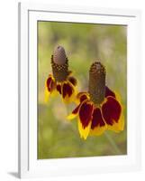 Prairie Coneflowers, Montana, USA-Chuck Haney-Framed Photographic Print