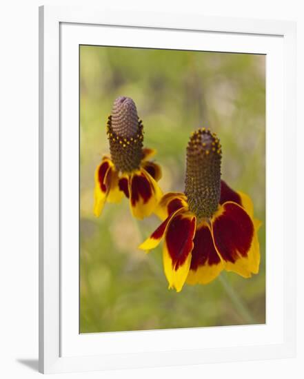 Prairie Coneflowers, Montana, USA-Chuck Haney-Framed Photographic Print