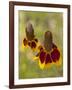 Prairie Coneflowers, Montana, USA-Chuck Haney-Framed Photographic Print