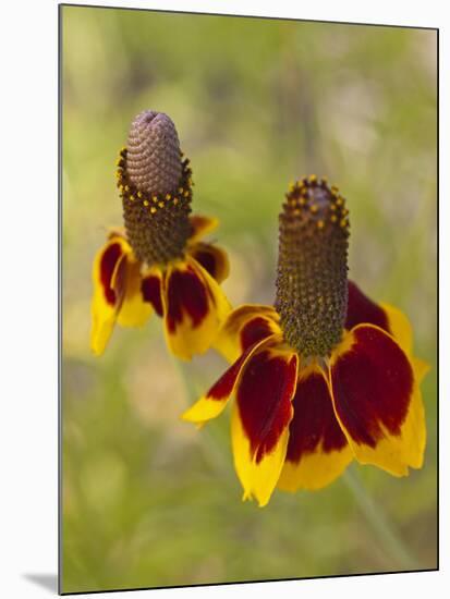 Prairie Coneflowers, Montana, USA-Chuck Haney-Mounted Photographic Print