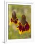 Prairie Coneflowers, Montana, USA-Chuck Haney-Framed Photographic Print