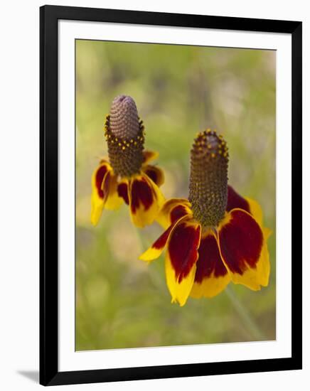 Prairie Coneflowers, Montana, USA-Chuck Haney-Framed Photographic Print