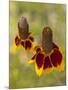 Prairie Coneflowers, Montana, USA-Chuck Haney-Mounted Photographic Print