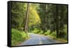 Prairie Creek area, Redwoods State Park, Coastal Redwoods, California, USA-Stuart Westmorland-Framed Stretched Canvas