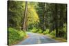 Prairie Creek area, Redwoods State Park, Coastal Redwoods, California, USA-Stuart Westmorland-Stretched Canvas