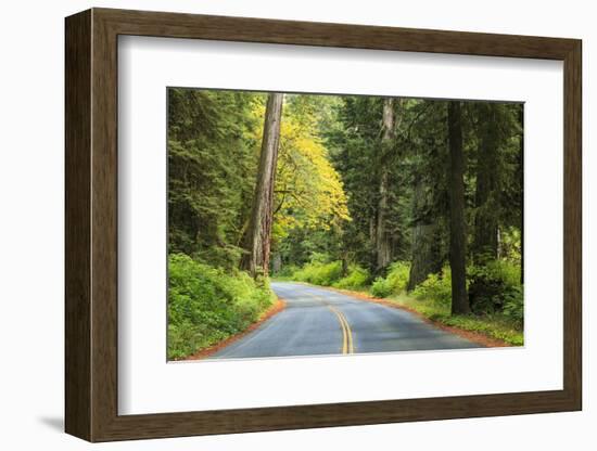 Prairie Creek area, Redwoods State Park, Coastal Redwoods, California, USA-Stuart Westmorland-Framed Photographic Print