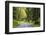 Prairie Creek area, Redwoods State Park, Coastal Redwoods, California, USA-Stuart Westmorland-Framed Photographic Print