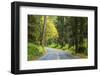 Prairie Creek area, Redwoods State Park, Coastal Redwoods, California, USA-Stuart Westmorland-Framed Photographic Print