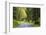 Prairie Creek area, Redwoods State Park, Coastal Redwoods, California, USA-Stuart Westmorland-Framed Photographic Print