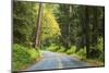 Prairie Creek area, Redwoods State Park, Coastal Redwoods, California, USA-Stuart Westmorland-Mounted Photographic Print