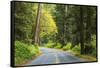 Prairie Creek area, Redwoods State Park, Coastal Redwoods, California, USA-Stuart Westmorland-Framed Stretched Canvas