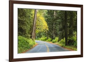 Prairie Creek area, Redwoods State Park, Coastal Redwoods, California, USA-Stuart Westmorland-Framed Photographic Print