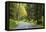 Prairie Creek area, Redwoods State Park, Coastal Redwoods, California, USA-Stuart Westmorland-Framed Stretched Canvas