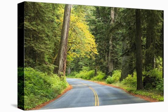 Prairie Creek area, Redwoods State Park, Coastal Redwoods, California, USA-Stuart Westmorland-Stretched Canvas