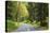 Prairie Creek area, Redwoods State Park, Coastal Redwoods, California, USA-Stuart Westmorland-Stretched Canvas