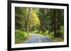 Prairie Creek area, Redwoods State Park, Coastal Redwoods, California, USA-Stuart Westmorland-Framed Premium Photographic Print