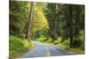 Prairie Creek area, Redwoods State Park, Coastal Redwoods, California, USA-Stuart Westmorland-Mounted Premium Photographic Print