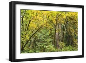 Prairie Creek area, Redwoods State Park, Coastal Redwoods, California, USA-Stuart Westmorland-Framed Photographic Print