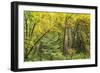 Prairie Creek area, Redwoods State Park, Coastal Redwoods, California, USA-Stuart Westmorland-Framed Photographic Print