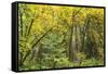 Prairie Creek area, Redwoods State Park, Coastal Redwoods, California, USA-Stuart Westmorland-Framed Stretched Canvas