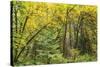 Prairie Creek area, Redwoods State Park, Coastal Redwoods, California, USA-Stuart Westmorland-Stretched Canvas