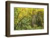 Prairie Creek area, Redwoods State Park, Coastal Redwoods, California, USA-Stuart Westmorland-Framed Photographic Print