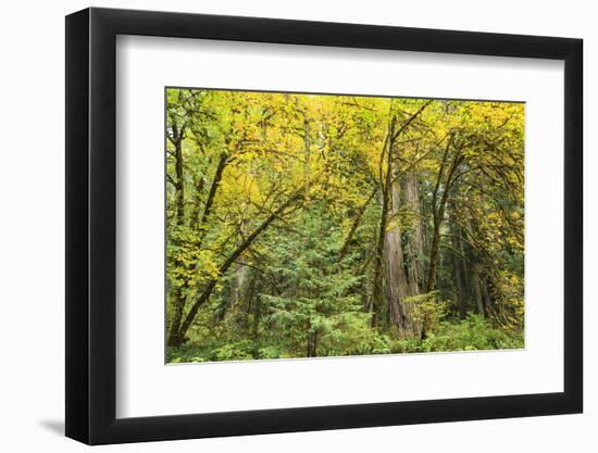 Prairie Creek area, Redwoods State Park, Coastal Redwoods, California, USA-Stuart Westmorland-Framed Photographic Print