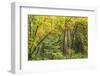 Prairie Creek area, Redwoods State Park, Coastal Redwoods, California, USA-Stuart Westmorland-Framed Photographic Print