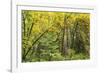 Prairie Creek area, Redwoods State Park, Coastal Redwoods, California, USA-Stuart Westmorland-Framed Photographic Print