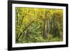 Prairie Creek area, Redwoods State Park, Coastal Redwoods, California, USA-Stuart Westmorland-Framed Photographic Print