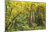 Prairie Creek area, Redwoods State Park, Coastal Redwoods, California, USA-Stuart Westmorland-Mounted Photographic Print